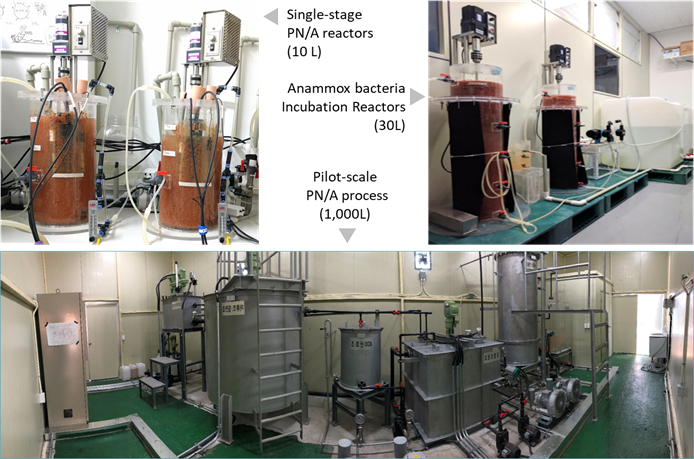 Anammox based nitrogen removal
