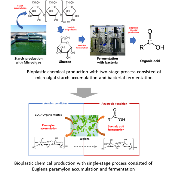 Microalgal production of functional ingredients and bioplastic materials